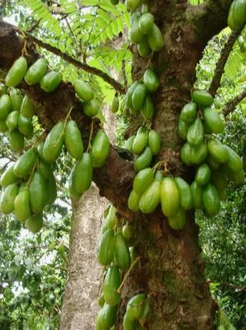 BILIBI 1 LITRE (Copie) NATURE SANS PIMENT,