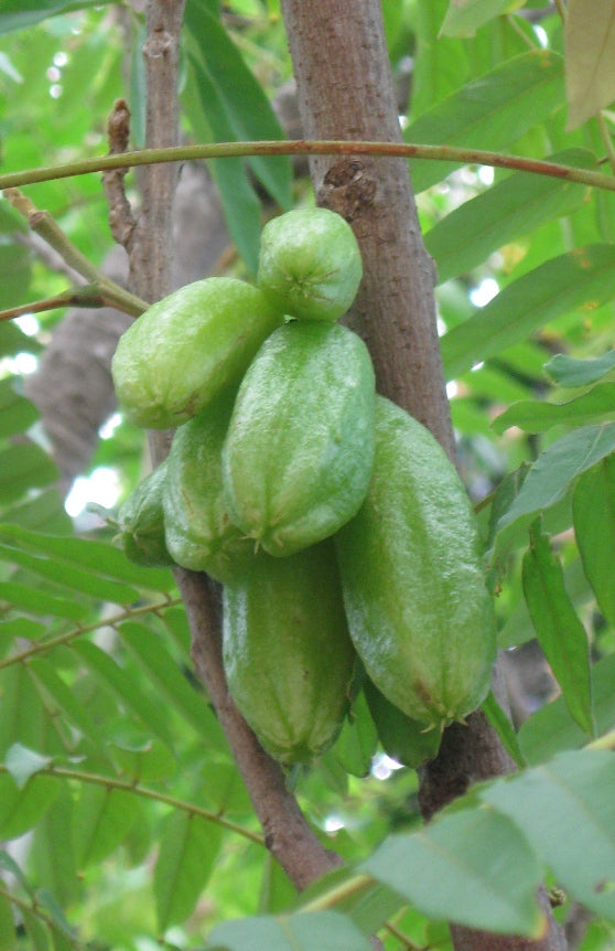 BILIBI 1 LITRE (Copie) NATURE SANS PIMENT,